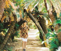 タイムセール3万値下　珍品　奄美多頭ソテツ　一点物　希少 Yahoo!オークション - 姫ソテツII (ドワーフ 矮性 極細) 奄美大島産 Q